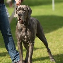 Dayla v.d. Fränkischen Schweiz