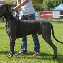 Dean von der Fränkischen Schweiz