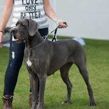 Isis Blue von der Bocksleite
