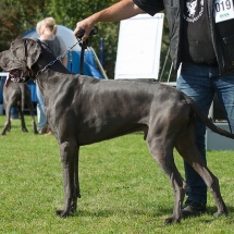 Romeo von der Hallenburg