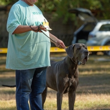 Hudson von der Bocksleite