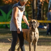 Amber vom Sterzenbach