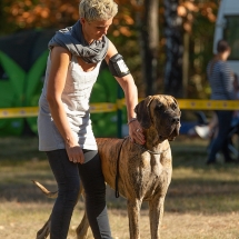 Amber vom Sterzenbach